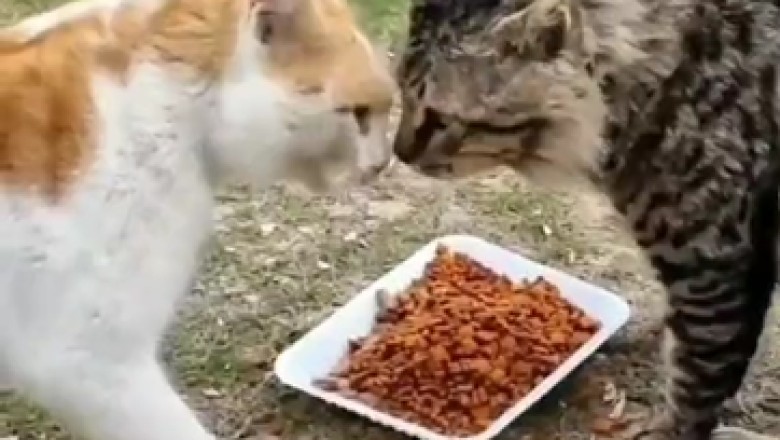 Feline Food Frenzy: Epic Battle between Two Competitive Cats!