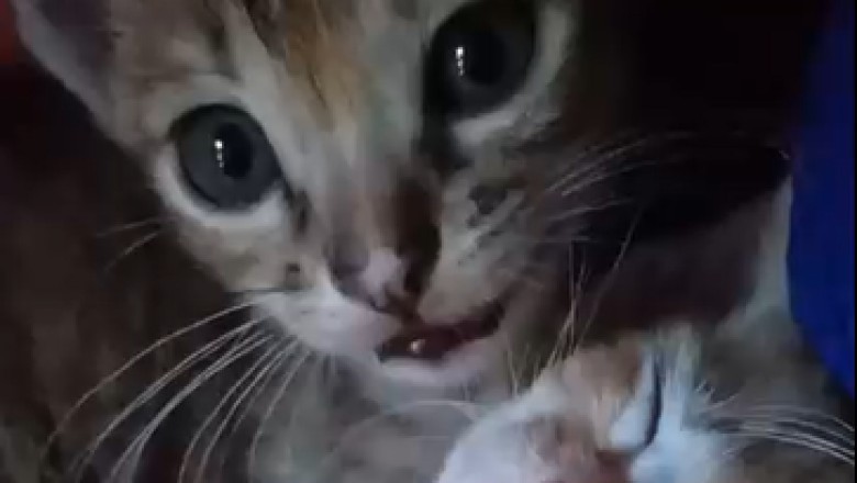 Heartwarming Moments: Cat's Unparalleled Love and Care for a Tiny Kitten Will Melt Your Heart!