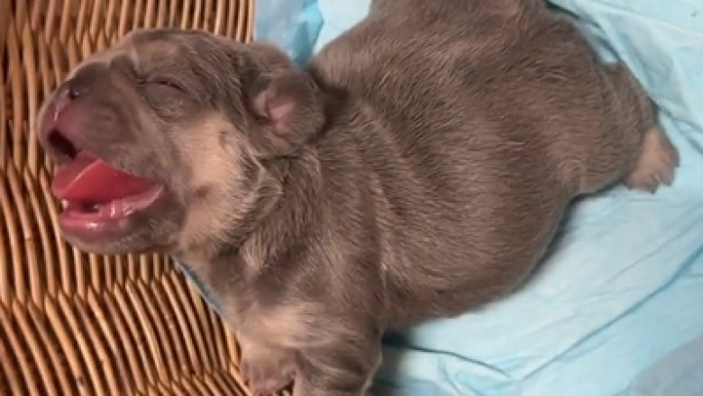 Heartwarming Video Captures Small Bulldog's Infectious Laughter, Melting the Internet's Hearts!