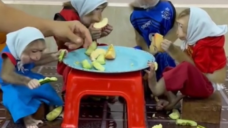 Hilarious Monkeys Crash a Dining Table and Take Over!