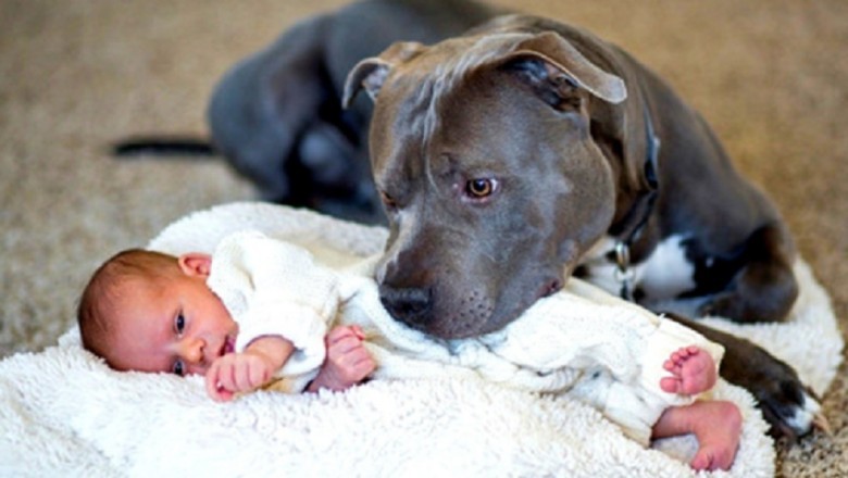 Incredible Dog Saves Baby from Burglar! Canine Hero's Unbelievable Instincts Leave Everyone in Awe