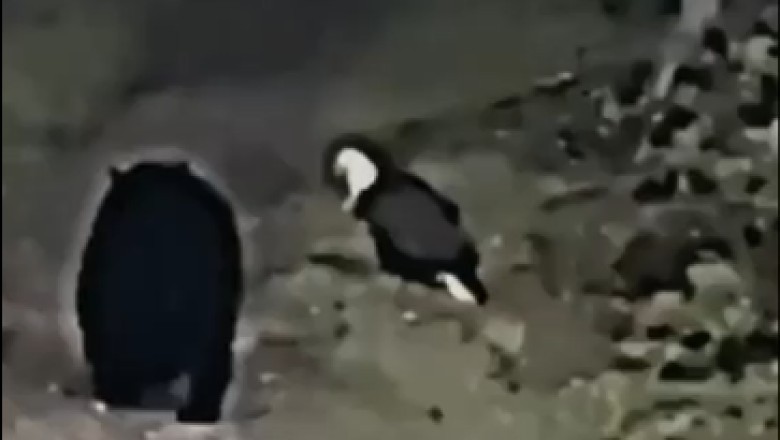 Rare Encounter Caught on Tape: Bear Meets Eagle in Epic Nighttime Forest Showdown!