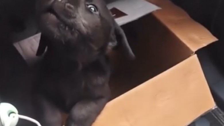 Touching Video: Small Dog's Emotional Outpouring While Waiting Alone in a Car!