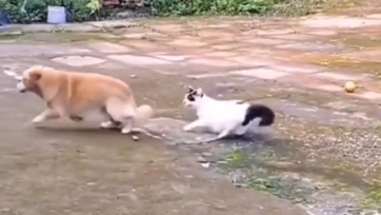 Ultimate Showdown: Dog vs. Cat - Who Will Reign Supreme?