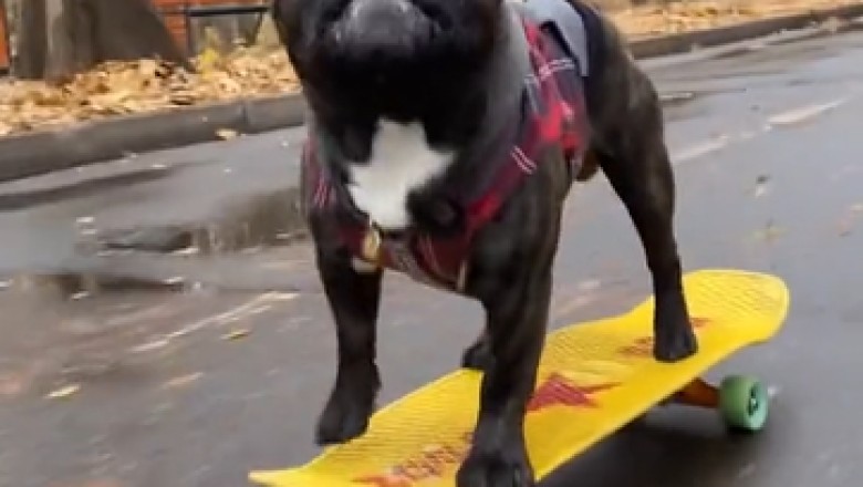 Unbelievable Skateboarding Dog Takes the Internet by Storm as it Navigates a Path between Trees!