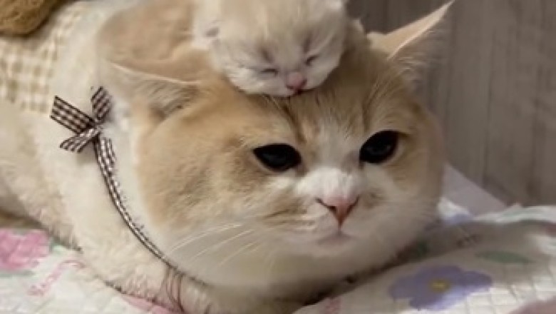 Absolutely Adorable! Watch This Hilarious Video of a Cat Balancing a Kitten on Its Back!