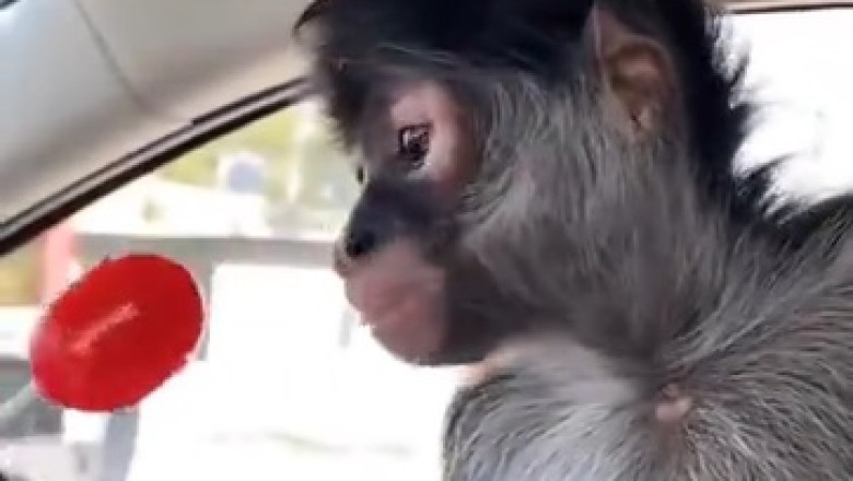 Hilarious Monkey Goes Bananas for Sweets! You Won't Believe What Happens Next!