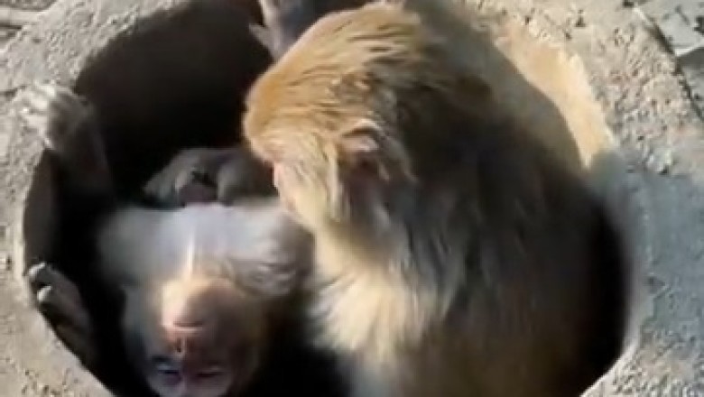 Hilarious Monkey Nanny: When Big Monkeys Take on Nurturing Duties!