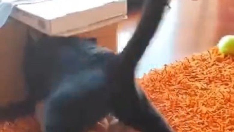 Laugh-Out-Loud Moments: Prepare for Side-Splitting Laughter with these Hilarious Pet Clips!