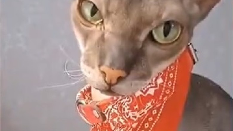 Prepare to be Enchanted! The Ultimate Compilation of Gorgeous and Hilarious Pet Moments will Leave You in Stitches!