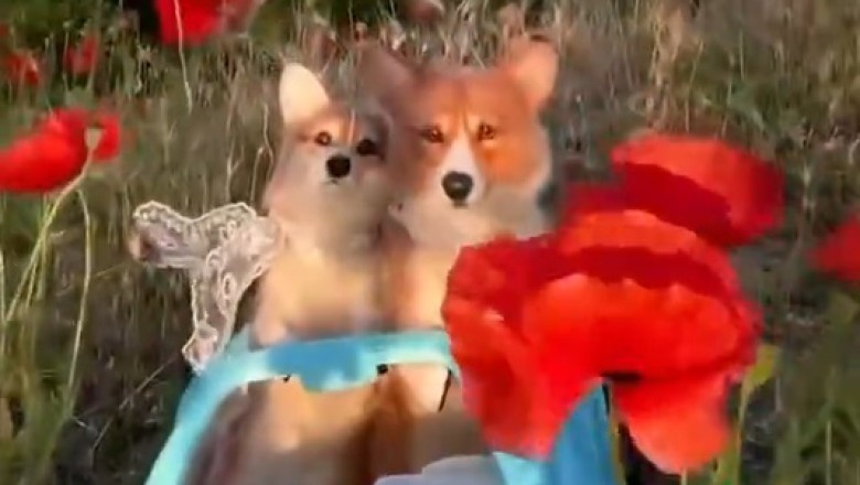 Puppy Love at its Finest: Watch Two Hilariously Romantic Dogs Steal Hearts in the Funniest Way!