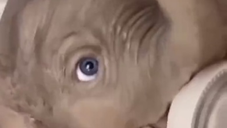 Small Animals' Hilarious Adventures: Lessons in Caring Wrapped in Endless Laughter!