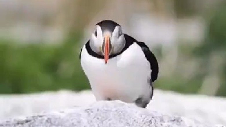 The Quirky Life of a Beautiful Puffin: Unforgettable Moments Caught on Camera!