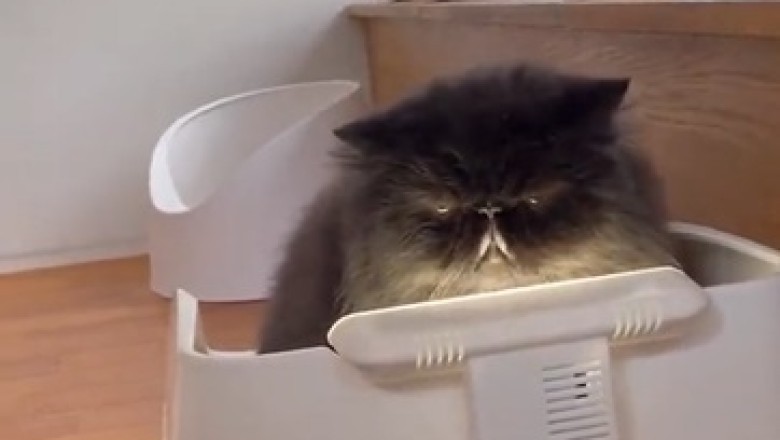 This Cat Defies All Cat Stereotypes! Prepare to Be Amazed by its Hilariously Unique Personality!