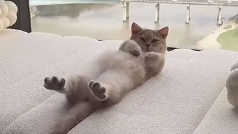 Unbelievably Cute Cat's Hilarious Wake-Up Routine will Brighten Your Day! Viral Video Alert!