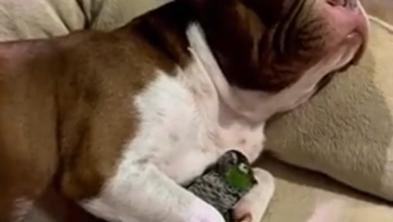 Canine and Parrot Snoozefest: Witness the Adorable Bliss of a Dog and Parrot BFF Nap Session!