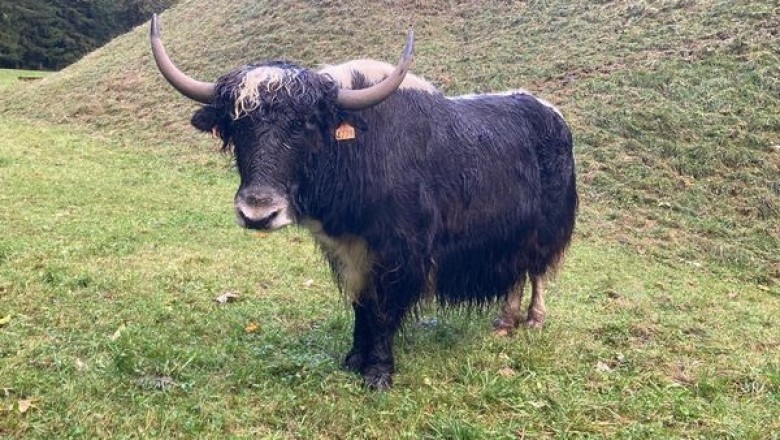 Discover the Incredible Story of Yaks Thriving in the French Alps!