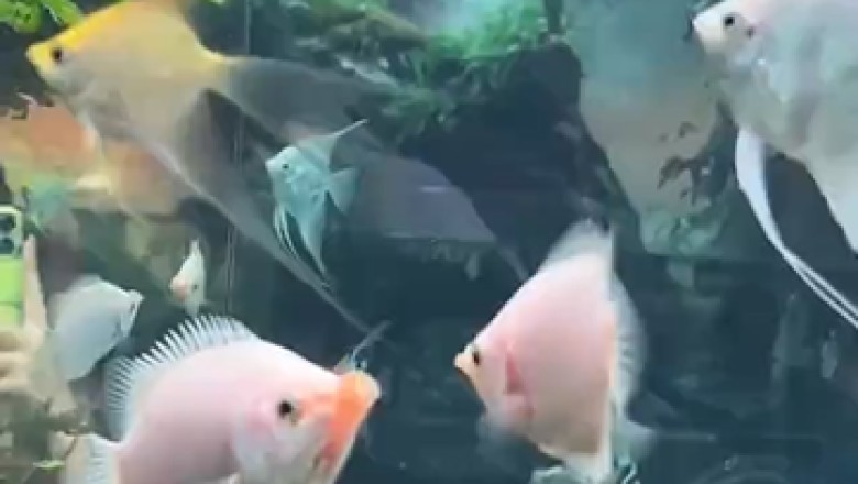 Dive into Hilarity: Watch as These Fish Swim Freely in Their Deluxe Fish Pool!