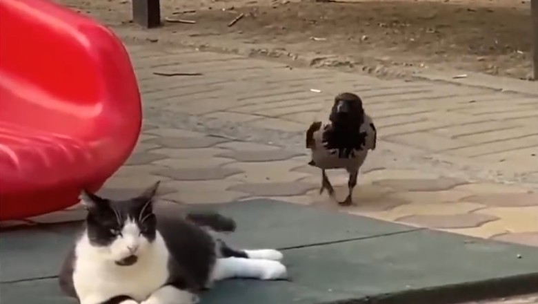Hilarious Pet Fails that Will Make You Burst into Laughter!