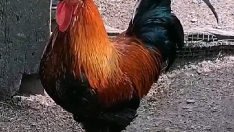 Hilarious Rooster Steals the Show with Unbelievably Punny Crow!