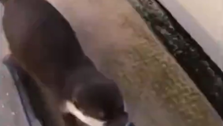 Laugh Out Loud: The Ultimate Compilation of Hilarious Animal Mishaps Will Have You Rolling on the Floor!