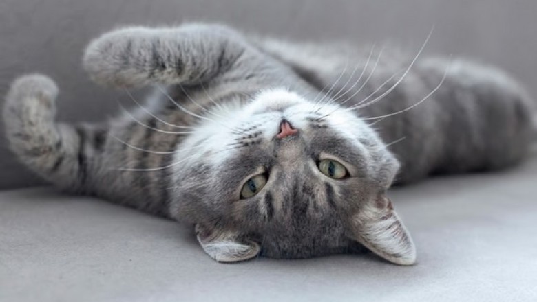 Soothing Your Cat's Heat Cycles: A Comprehensive Guide