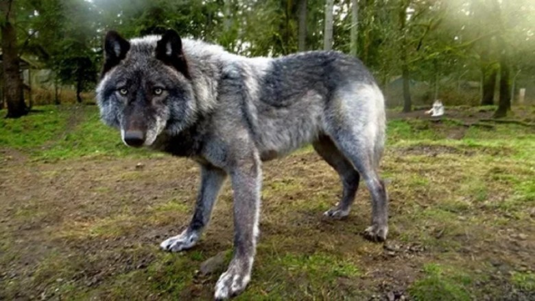 Their Bad Moods: The Most Aggressive Dog Breeds That Demand Your Caution!