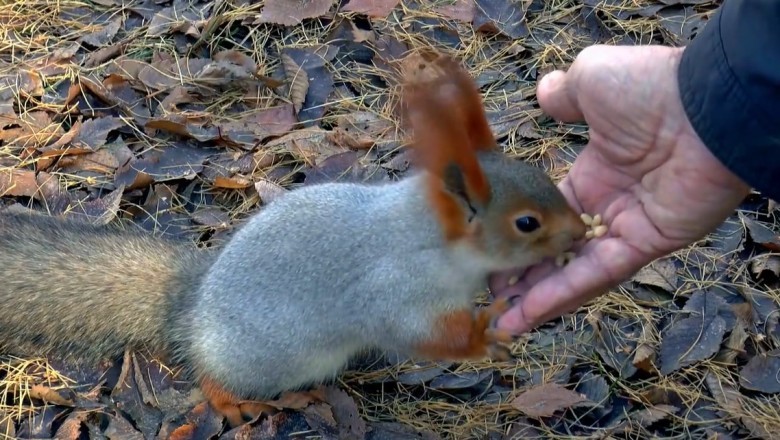 Hilarious Showdown: Wild Squirrel Takes on Hungry Hunter's Grains!