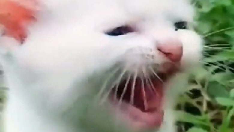 The Adventures of Mew Mew: The Cutest Little Kitten That Will Melt Your Heart!
