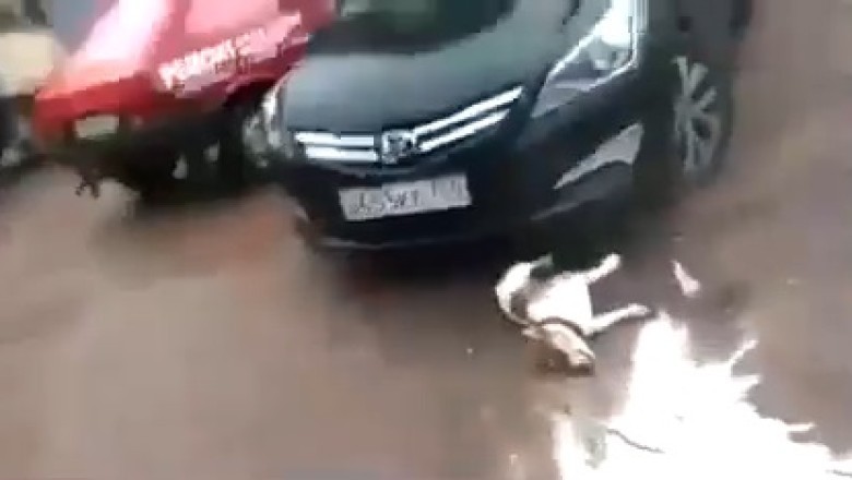 Woof-tastic Chaos Unleashed: Hilarious Dog Takes an Unexpected Tumble After Explosion!