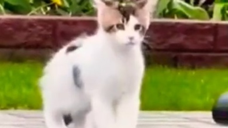 Decibel Dilemma: Cat Shrieks Send Everyone Running in Hilarious Viral Video!