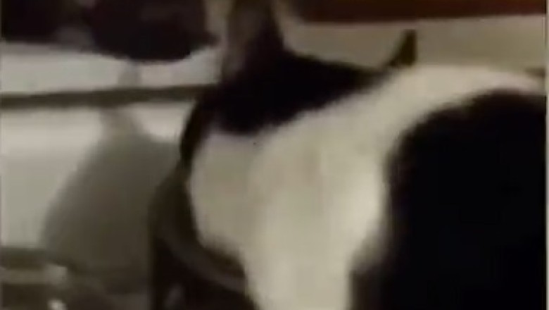 Hilarious Feline Food Fiasco: Watch What Happens When a Hungry Cat Gets Interrupted Mid-Meal!