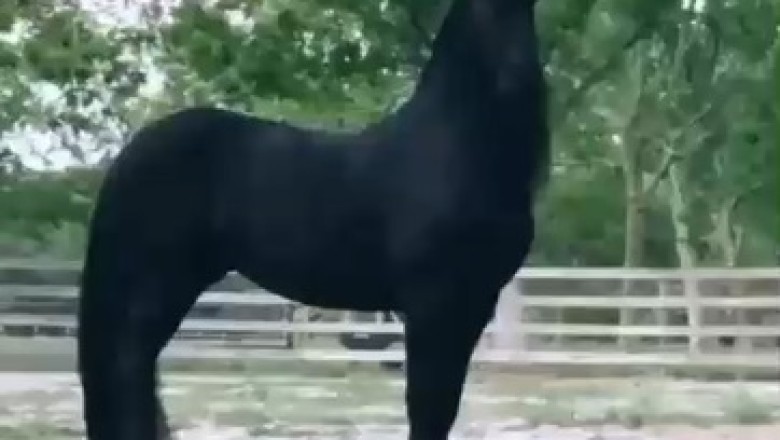 Incredible Equine Power Unleashed: Witness the Astonishing Superpowers of a Hilarious Horse!