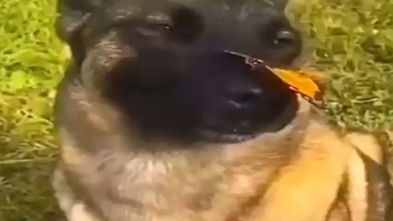 Nose-talgic Entertainment Alert: Watch in Awe as This Adorable Pup Balances a Butterfly on Its Nose in a Hilarious Feat!
