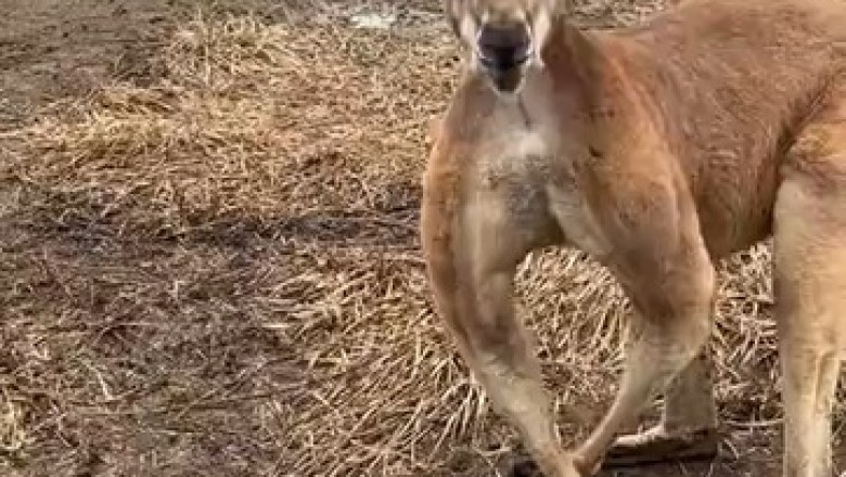 Ripped Roo Alert: Kangaroo Shows Off Buff Biceps, Leaves Viewers in Stitches!