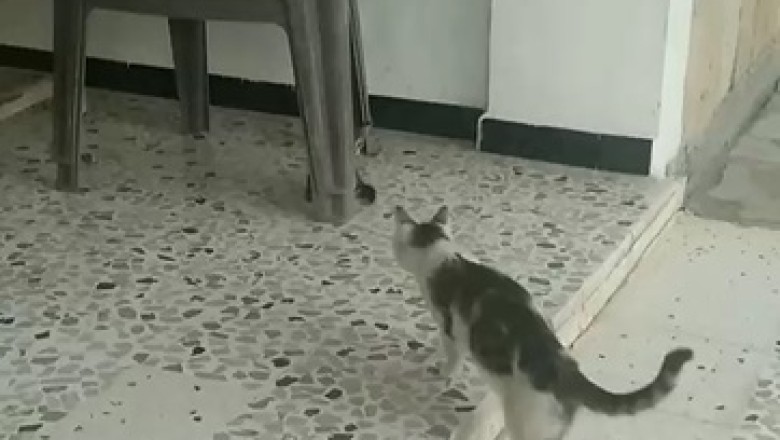 Watch Adorable Kitten Play Hide and Seek Masterfully Behind a Chair - You Won't Believe its Sneaky Tactics!