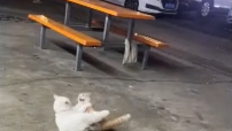 Epic Cat Showdown: Witness the Most Hilarious and Adorable Cat Fight Ever Caught on Camera!