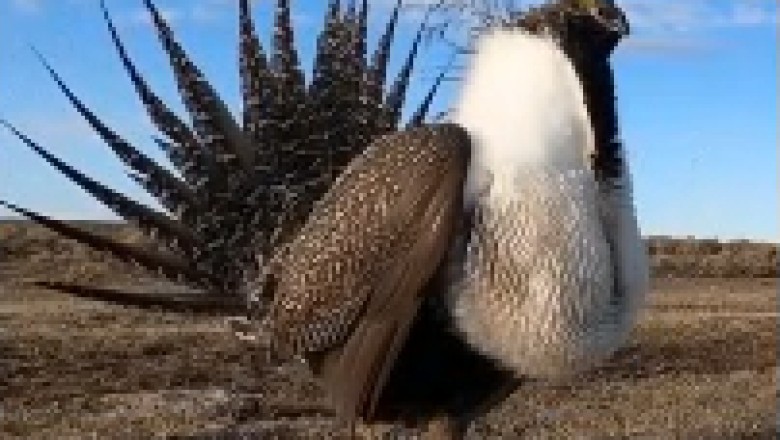 Fluffiest Bird with the Quirkiest Chest Takes the Internet by Storm! Prepare for Cuteness Overload!