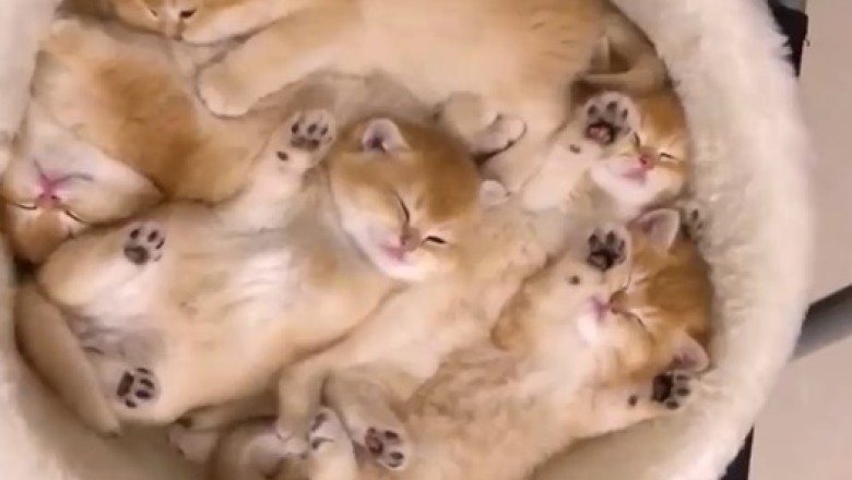 From Supermom to Comedy Central: Adorable Cat and Her Hilarious Kittens Steal the Show!