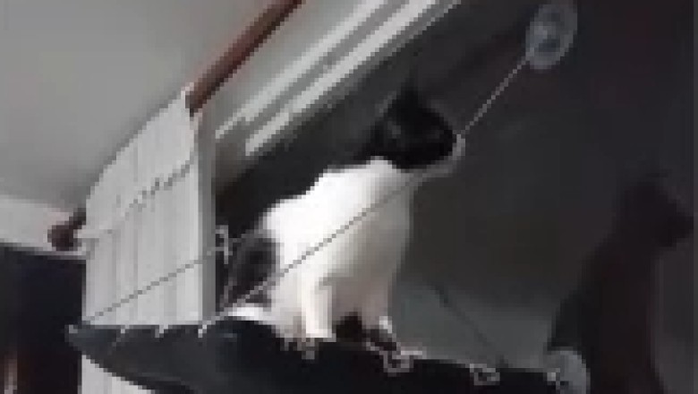 Hilarious Feline Fiasco: Watch as a Clever Cat Cuts the Rope, Only to Take an Unexpected Tumble!