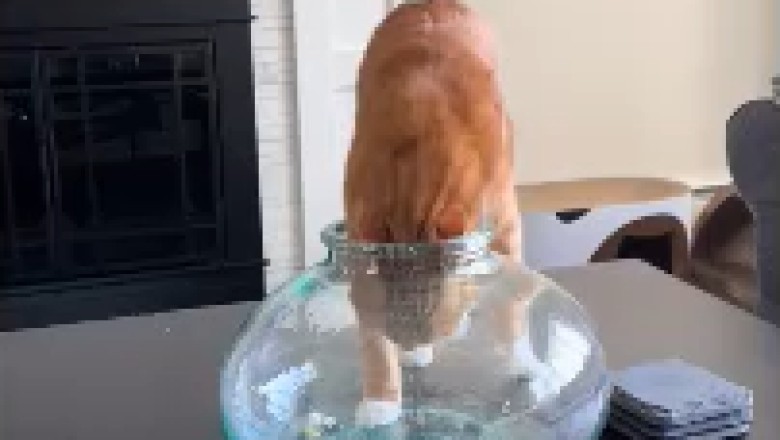 Purrtastic Pawsitively Hilarious! Watch as a Clever Cat Takes Bottle-Head Exploration to a Whole New Level!