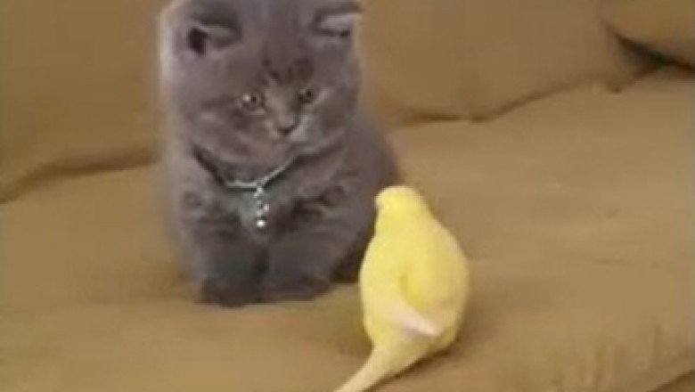 Hilarious Cat and Canary Duo: Unlikely BFFs or Ultimate Pranksters?