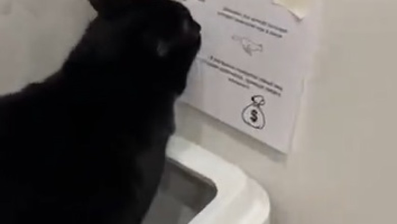 Purrrfectly Hilarious: Watch a Clever Cat Get Lost in the World of Wall Street - The Funniest Video You'll See Today!