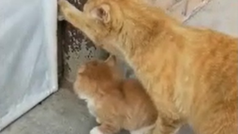Hilarious Cat Becomes Ultimate Doorman, Opens Door for Adorable Kitten!