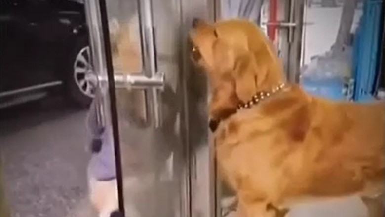 Hilarious Dog Standoff: Canine Confrontation over Store Bottle Turns into Comedy Gold!