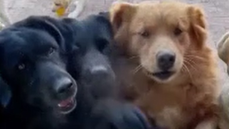 Hilarious Doggy Food Begging at Its Finest! Watch as Dogs Charm Their Way to Delicacies with Street Vendors!