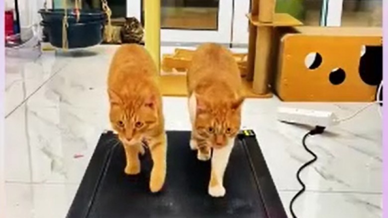 Hilarious Hilarity Ensues: Cats Take Over Electric Treadmills!
