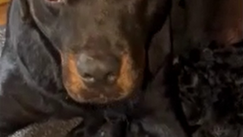 Insanely Adorable Alert: Supermom Rottweiler Surprises Everyone with Enormous Puppy Delivery!