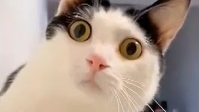 Laugh Your Tail Off: Pets Gone Wild in an Epic Comedy Compilation!