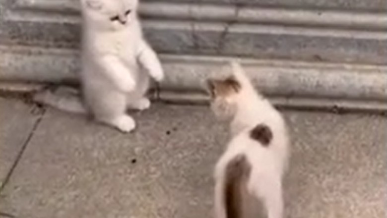 Prepare to be Cuteness Overloaded! These Beautiful Small Kittens Will Steal Your Heart!